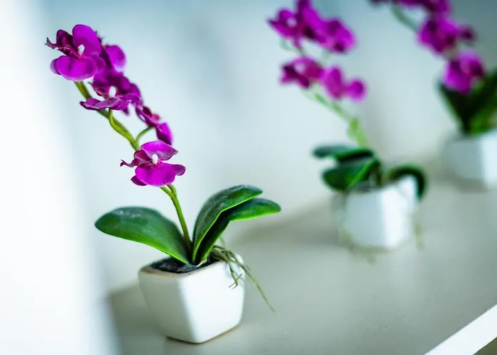 Maison Rabelais לינה וארוחת בוקר